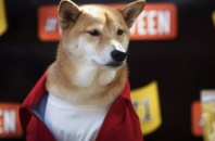 Reviews of the Dogecoin (DOGE) meme cryptocurrency and the Shiba Inu (SHIBA) token: are they popular?